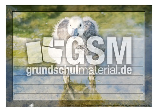 Schmuckrahmen-Kanadagans-Küken-3.pdf